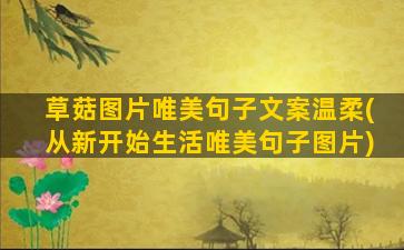 草菇图片唯美句子文案温柔(从新开始生活唯美句子图片)